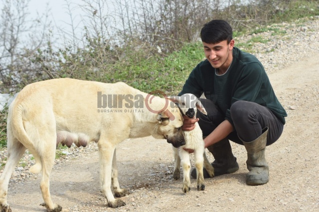 Çoban köpeği, kuzuya süt annelik yapıyor