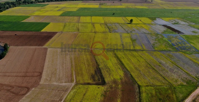 (Özel) Bursa’da hasat öncesi tarlalar halı desenlerini aratmadı