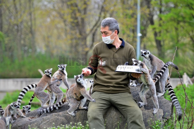 Lemurların beslenme anlarında ortaya renkli görüntüler çıktı