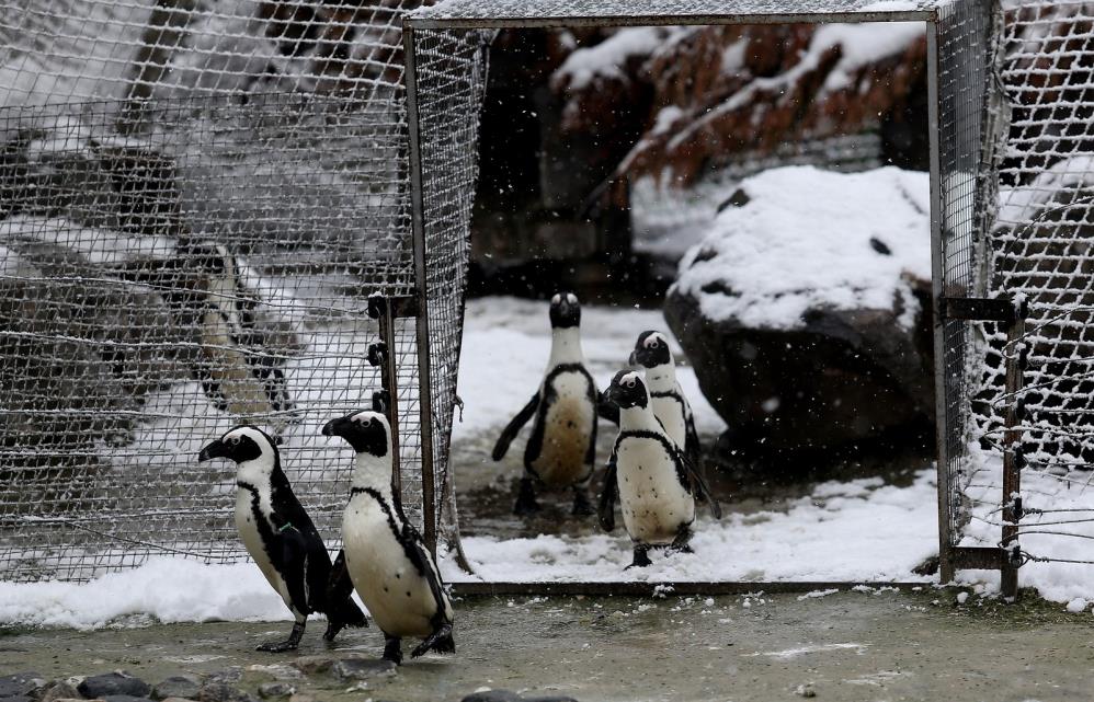 Bursa Büyükşehir Belediyesi Hayvanat Bahçesi’nde kış mevsimini seven hayvanlar; mart ayında yağan karın keyfini çıkardı. 