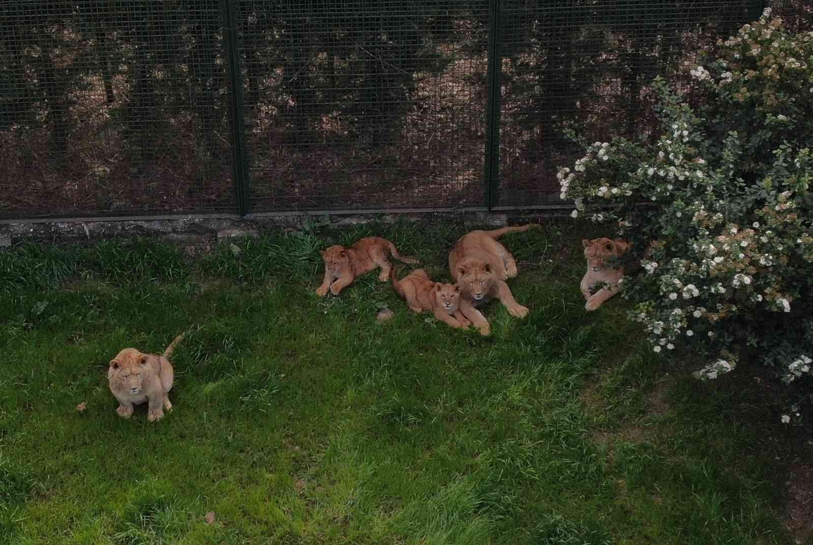 (Özel) Bursa’nın kral ailesi büyüyor...7 yavru aslan görücüye çıktı