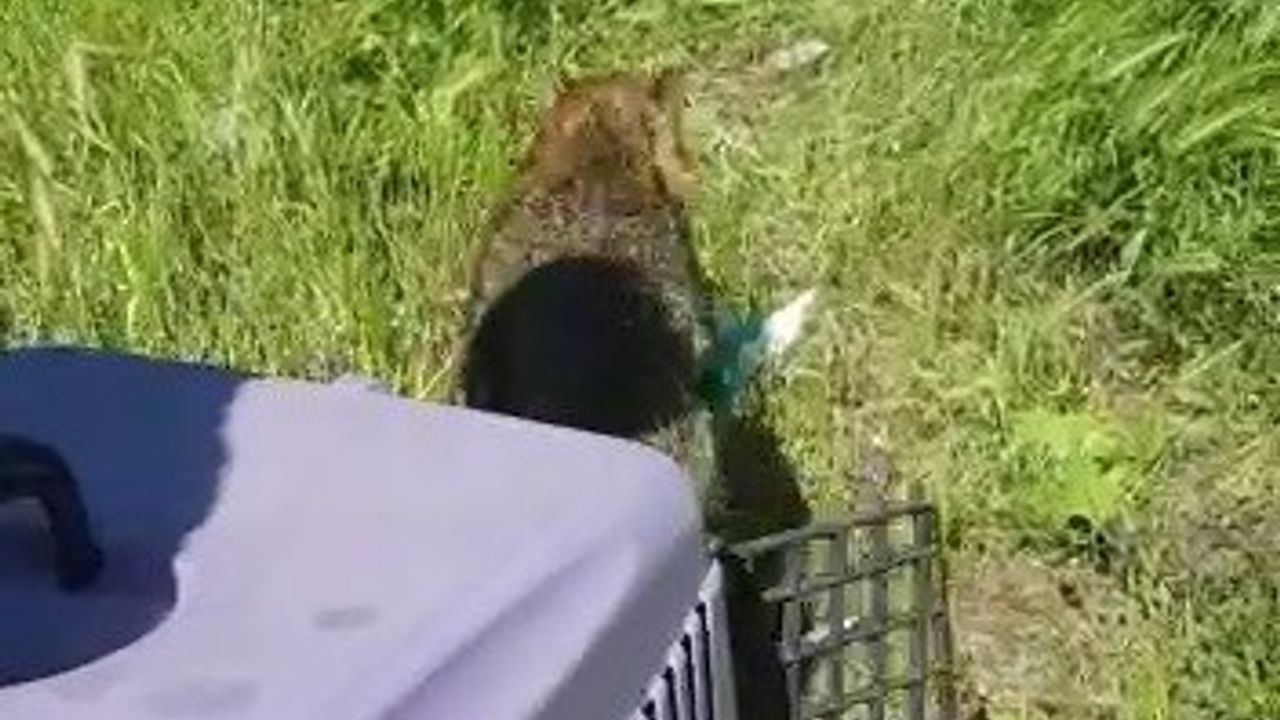 Bursa’da kuyuya düşen çakalı ekipler kurtardı