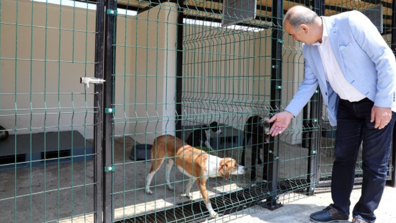 Mudanya veterinerlik birimi hayvan bakım evi yenilendi