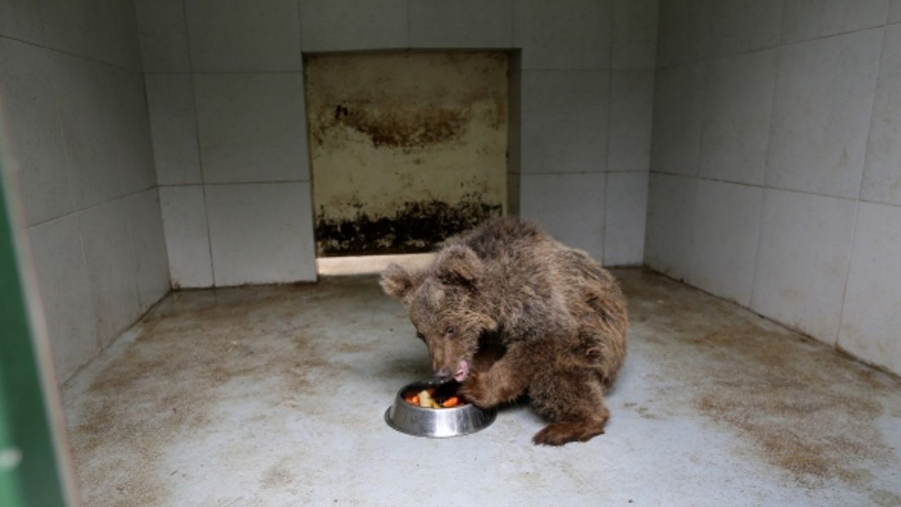 Kayalıklardan düşerek yaralanan kör ayı yeni yuvasına kavuştu