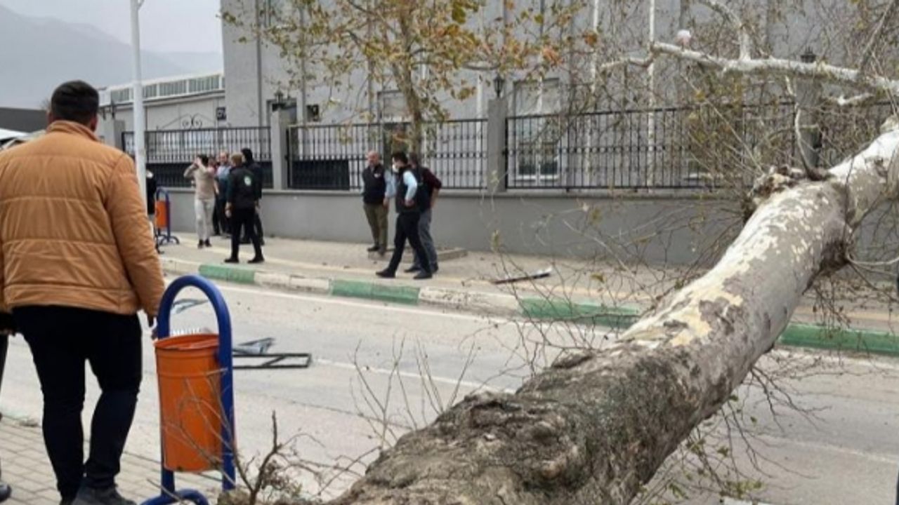 Bursa’da çınar ağacı minibüsün üzerine devrildi