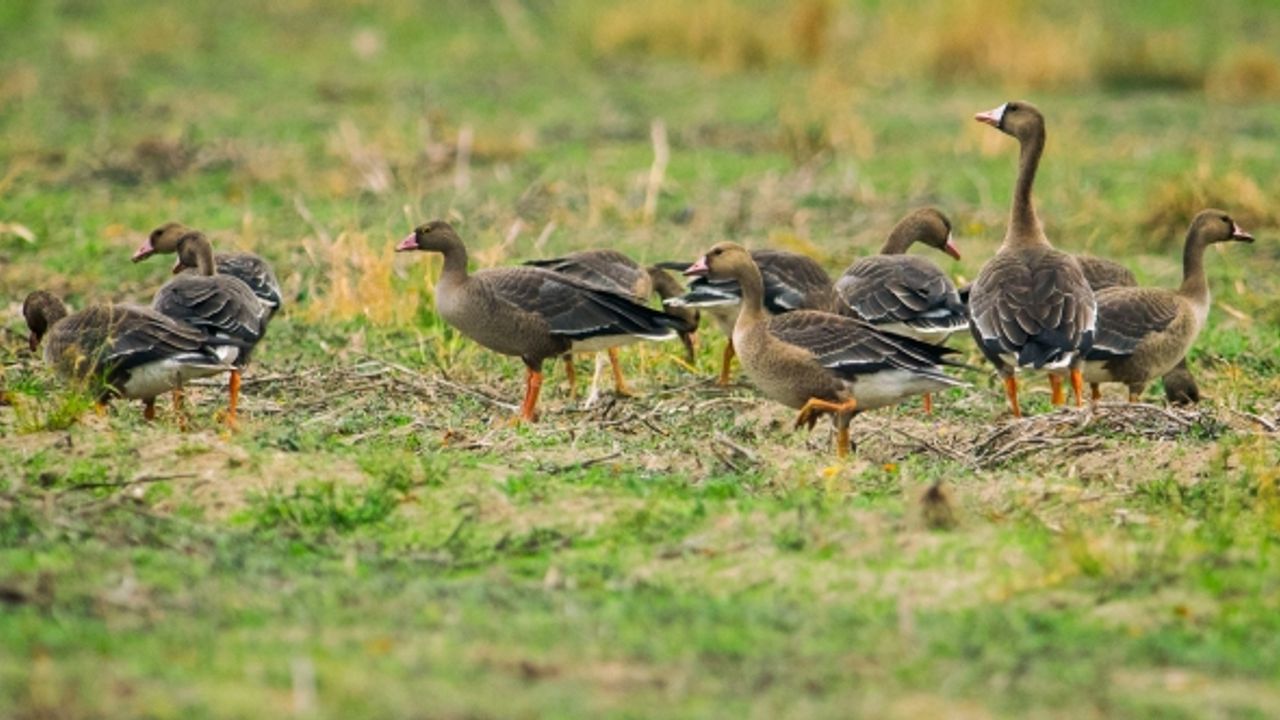 Kocaçay deltasında Dünyanın en nadir kuşları görüntüleniyor