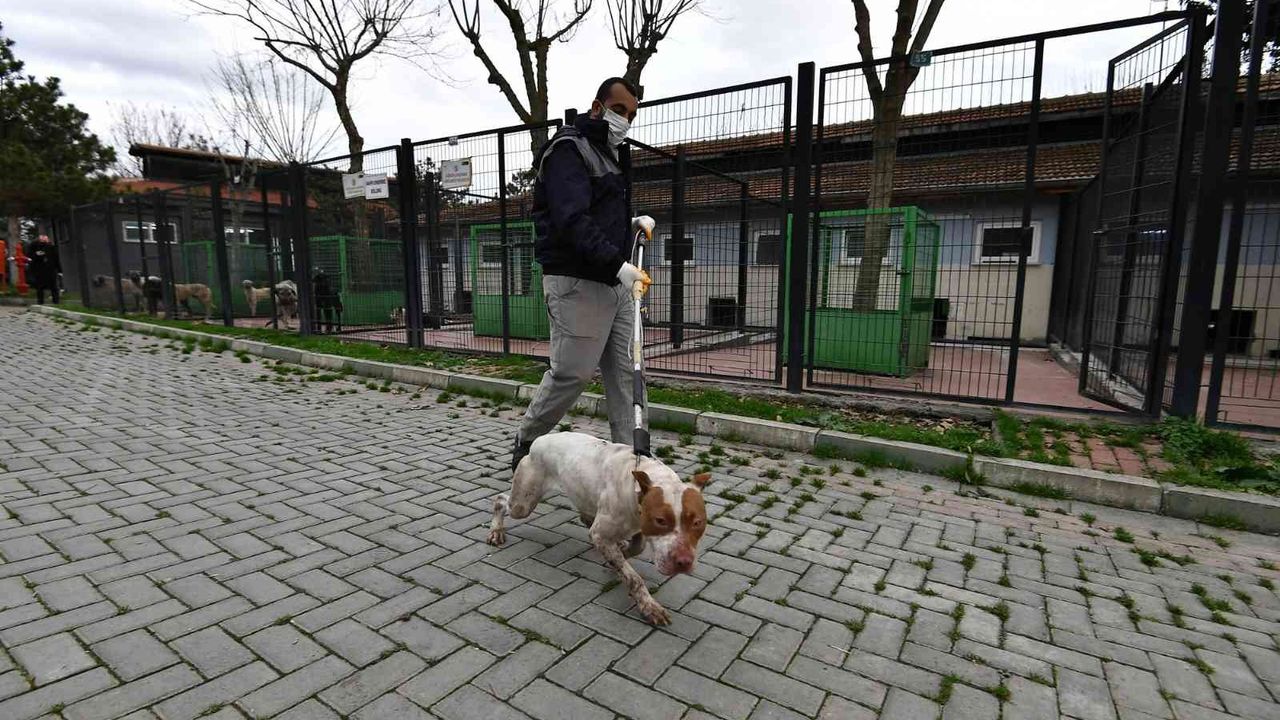 Osmangazi Belediyesi, sahipsiz köpek denetimlerini arttırdı