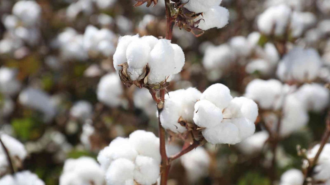 Türk pamuk tohumlarının AB ülkelerinde tescilli tamamlandı