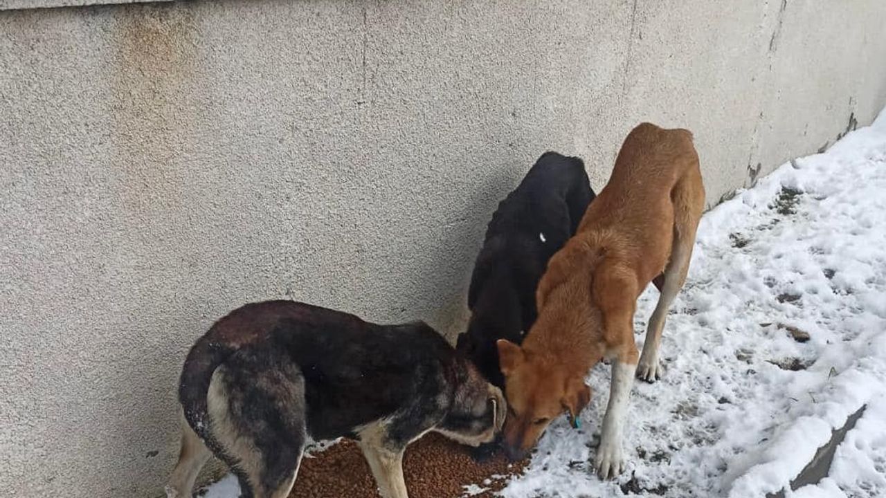 Mudanya Belediyesi karlı havada onları unutmadı