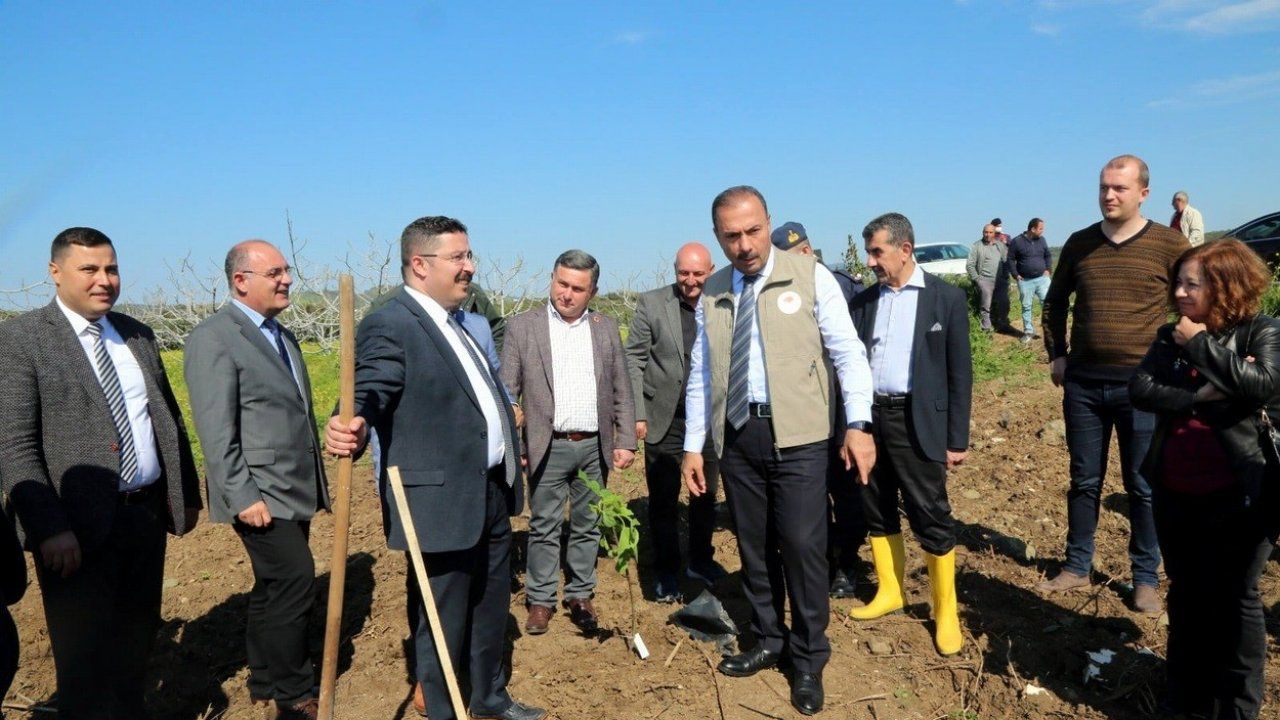 Mudanya’da ilek incir projesi başlatıldı