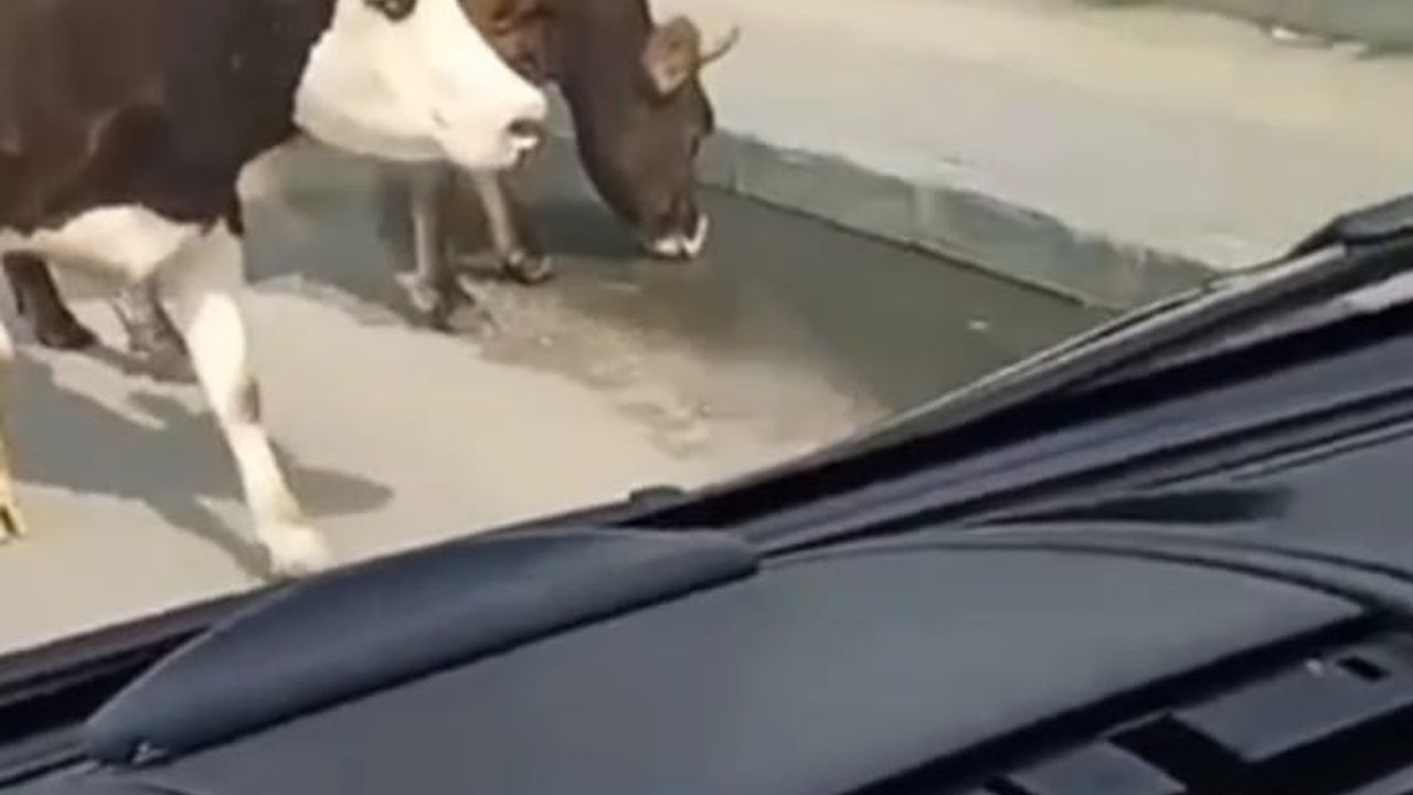 Ana yola inen inekler araç sürücülerine zor anlar yaşattı!