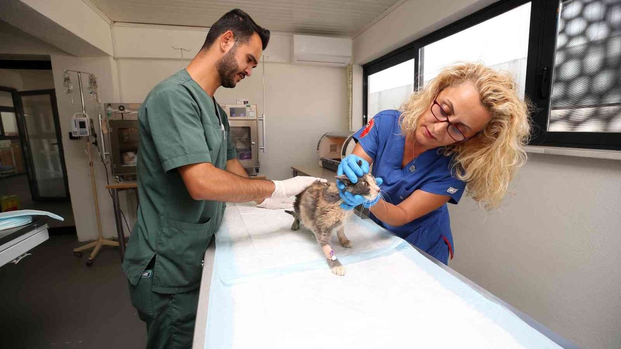 Nilüfer’de sokak kedilerine özel klinik