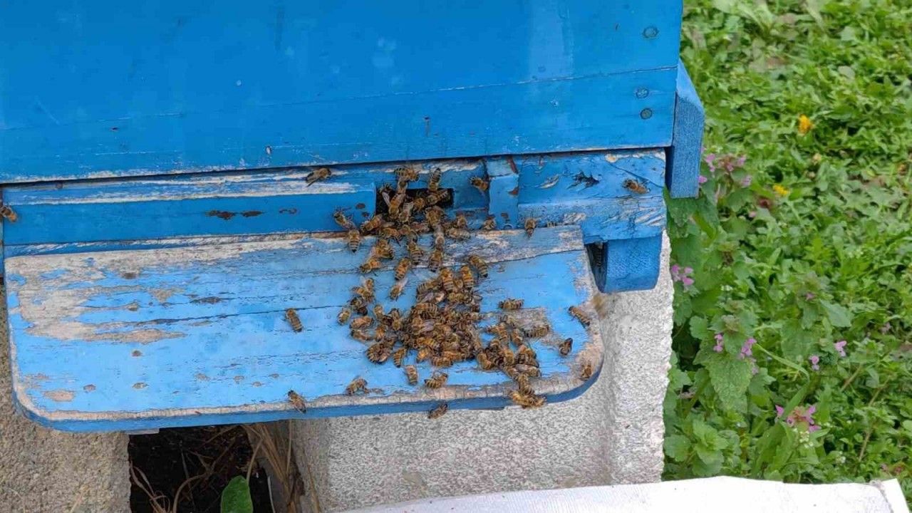 Bursa’da toplu arı ölümleri