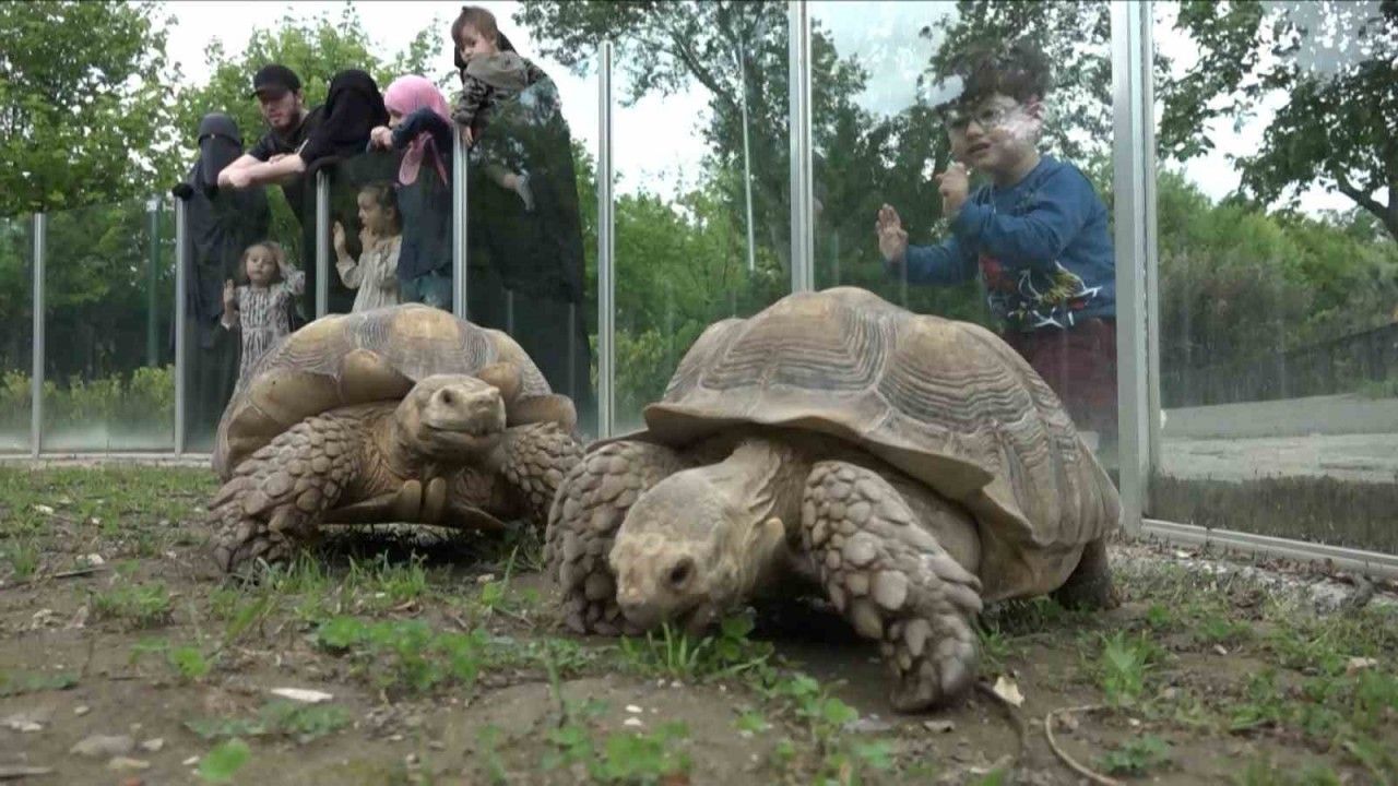 Hayvanat bahçesinde kaplumbağalara özel sofra kuruldu