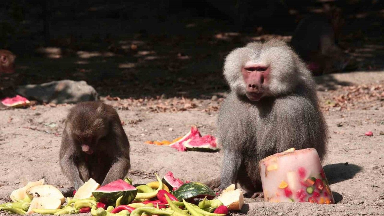 Zoopark’ta 40 derece sıcakta buzlu meyve keyfi
