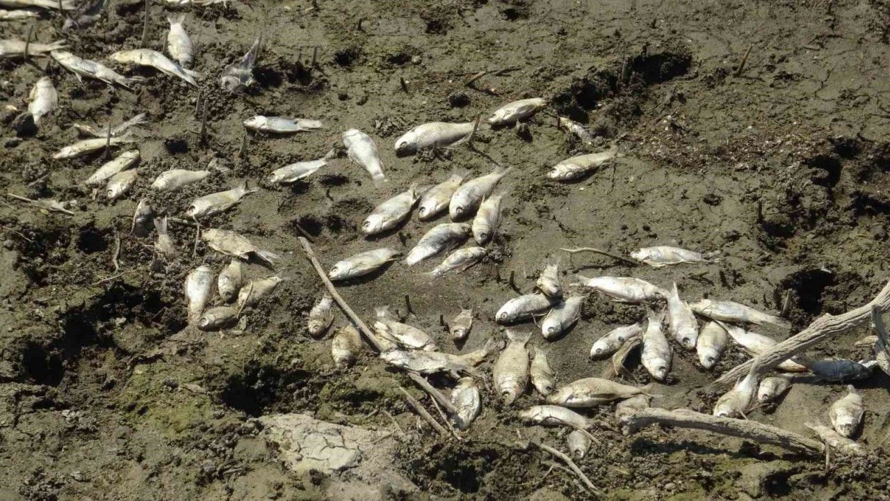 Çınarcık Barajı’nı besleyen Kocasu Deresi’nde balık ölümleri!
