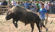 Bursa’da boğa güreşleri İspanya arenalarını aratmadı