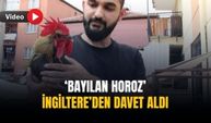 ‘Bayılan horoz’ İngiltere’den davet aldı