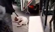 Pitbull köpeğine camide operasyon!