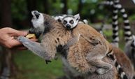 Lemur ailesine katılan 6 yavru annesinin sırtından inmedi