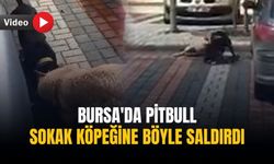 Bursa'da Pitbull sokak köpeğine böyle saldırdı