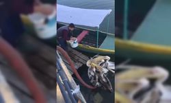 Bursa’da bir balıkçı elleriyle pelikanları besledi