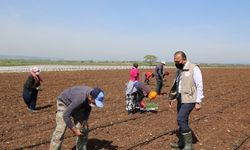 Mevsimlik tarım işçileri Bursa’ya geldi