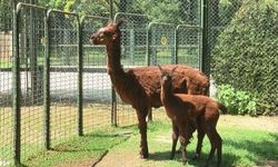 Bursa Hayvanat Bahçesi'nin yeni üyeleri Alpakalar