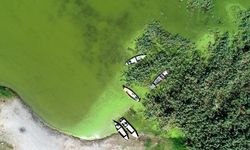 Uluabat Gölü, alg patlamasıyla yeşile büründü