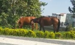 Bursa’da başıboş atlar kaldırımda yürüyüp araçlar gibi anayolda ilerliyor