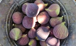 Dünyaca ünlü siyah incirin fiyatı 30 liradan 12 liraya düşünce çiftçi isyan etti