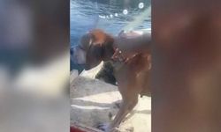 Denizde boğulmak üzere olan köpeği balıkçılar son anda kurtardı