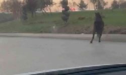 Bursa’da başıboş at anayolu birbirine kattı