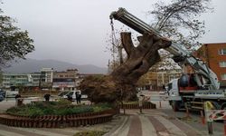 Bursa’nın Kestel ilçesinde 270 yıllık çınar ağacı şiddetli lodos sebebiyle devrildi