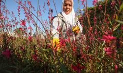 Nilüfer parklarına ekilecek bitkileri artık kendisi üretiyor