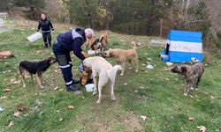 Osmangazi Belediyesi sahipsiz hayvanlarını unutmadı