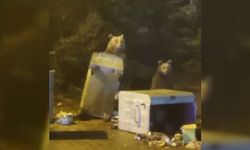 Uludağ’da aç kalan ayılar çöp konteynerlerini dağıttı
