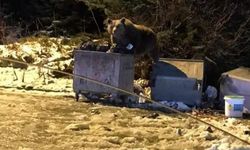 Uludağ’da aç kalan ayıya selam veren sürücüler saldırıya uğradı