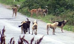 Tarım ve Orman Bakanlığı'ndan sokak köpekleri hakkında açıklama