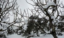 Mudanya ilçesinde kar yağışı zeytin ağaçlarına zarar verdi!