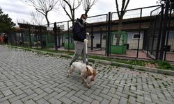 Osmangazi Belediyesi, sahipsiz köpek denetimlerini arttırdı