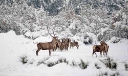 Üniversiteli geyiklerin Doğal Yaşam Alanı’nda kar keyfi