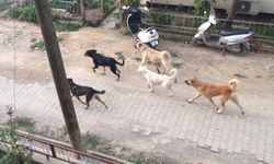 Bursa'da köpek saldırısı! Tarladaki çiftçi...