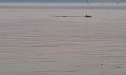Mudanya sahillerine yunus balıklarından sürpriz ziyaret