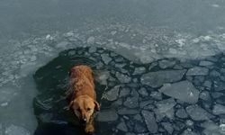 Buzun kırılmasıyla gölete düşerek mahsur kalan köpek, donmak üzereyken kurtarıldı!