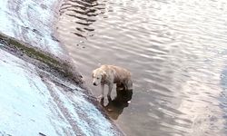 Göle düşen köpeği montuyla sararak ısıttı