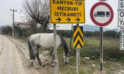 Bursa'da yolun kenarında ağaca bağlı at şoka uğrattı