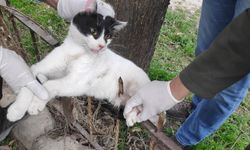 Bahçe demirlerine saplanan kedi kurtarıldı!