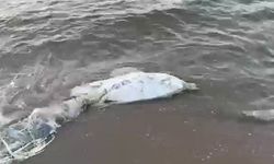 Eğerce sahilinde bir ölü yunus balığı daha karaya vurdu!