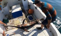 Türk balıkçı 50 kilogram ağırlığında kılıç balığı avladı!